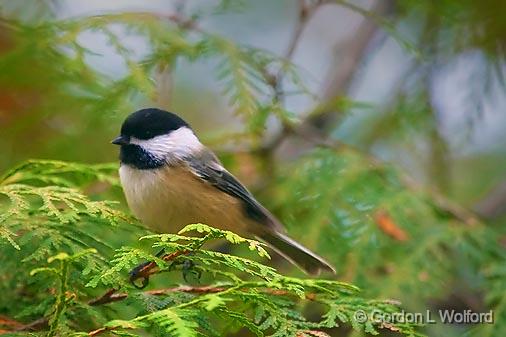 Chickadee In A Pine_52015.jpg - Black-Capped Chickadee (Poecile atricapillus) photographed at Ottawa, Ontario - the capital of Canada.